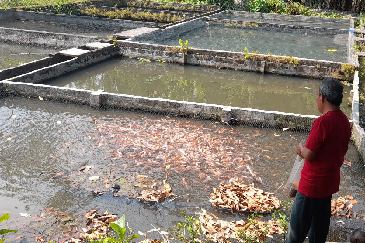 Musim Kemarau 2026 Tewaskan Ratusan Ikan Gurame di Bantul, Pembudidaya Nila dan Bawal Pilih Tetap Tenang