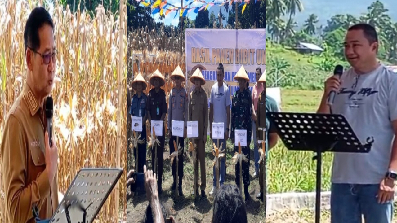 Panen Jagung Hibrida 20 Ton di Bitung, Walikota Hengky Apresiasi Inovasi Petani Modern Voilter Loma