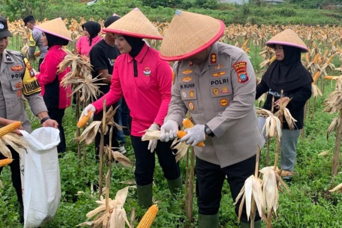 Polres Kepulauan Anambas Panen Satu Ton Jagung Pipil di Lahan Warga Desa Bukit Padi