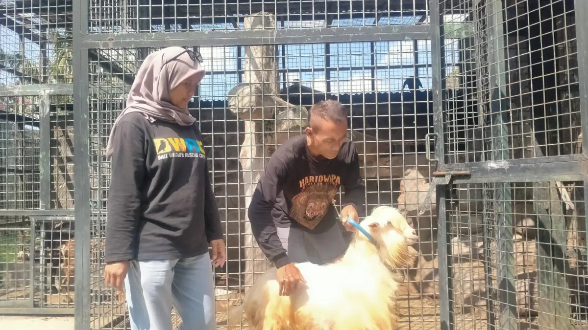 Kambing Gembrong, Hewan Endemik Bali yang Kini Kritis, Bulunya Dulu Jadi Bahan Kostum Barong