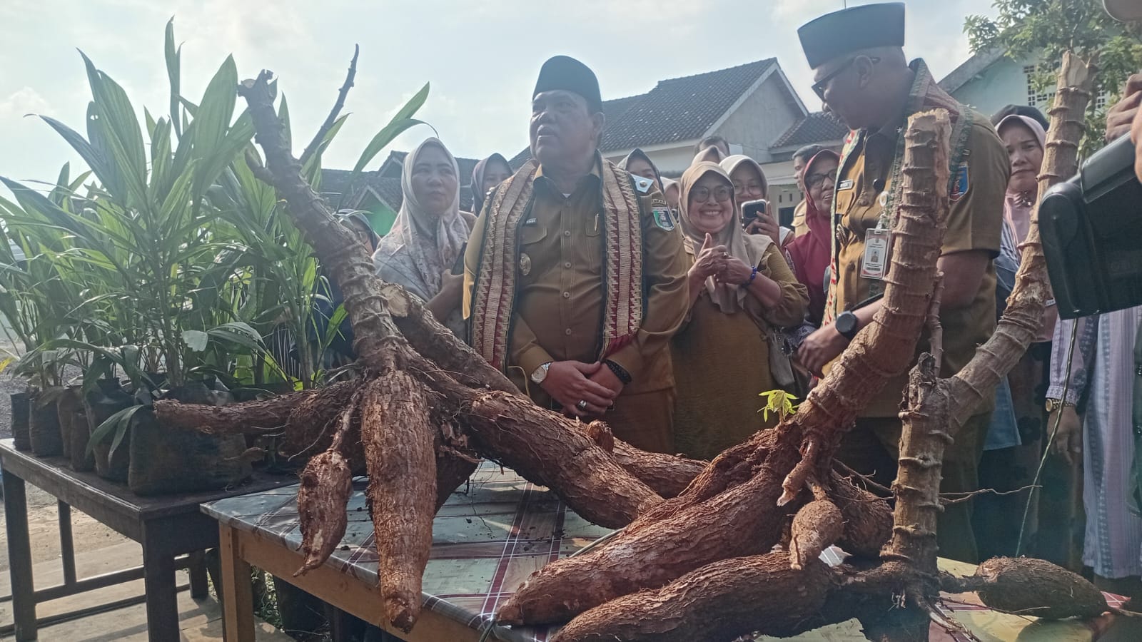 Gubernur Lampung Tinjau Langsung Pemakaian Pupuk Hayati Cair di Lampung Timur, Petani Singkong Rasakan Hasilnya