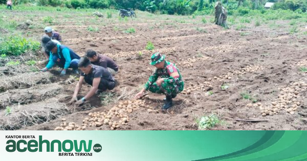 Babinsa di Aceh Tengah Turun ke Ladang Bantu Petani Panen Kentang, Warga Akui Terbantu