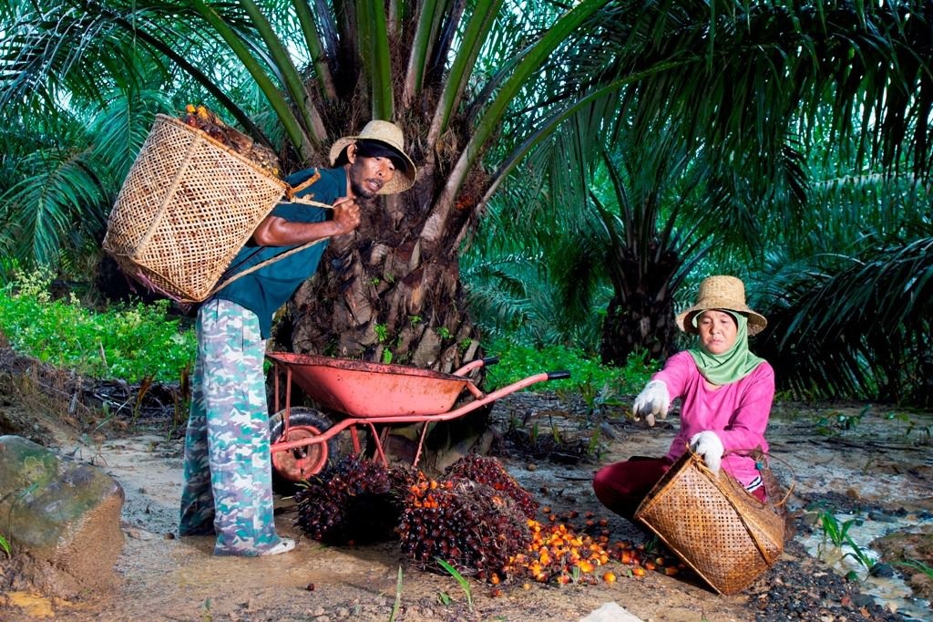 Harga TBS Sawit di Kaltim Periode 1-15 Juli 2026 Naik Tipis, Tertinggi Rp3.477 per Kg untuk Tanaman 10-20 Tahun