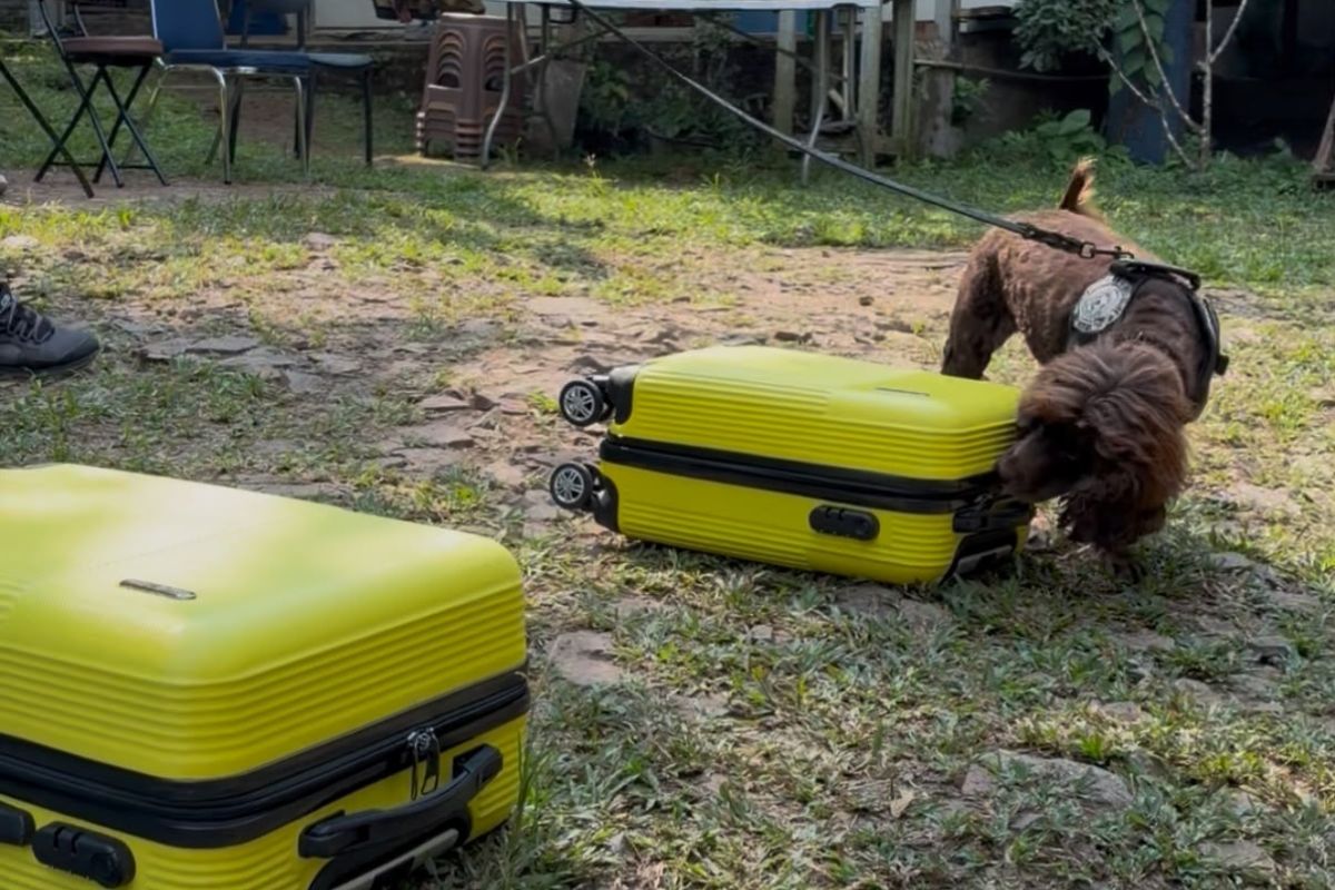 Anjing Pelacak K9 Jadi Garda Terdepan Lawan Penyelundupan Satwa Liar di Pelabuhan Bakauheni, 3.076 Ekor Diselamatkan
