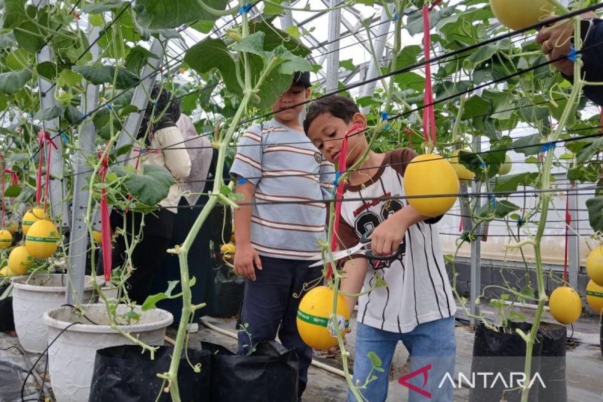 Yayasan AMANAH Bina Warga Aceh Besar Kembangkan Melon Golden Alisha, Omzet Sekali Panen Capai Rp36 Juta