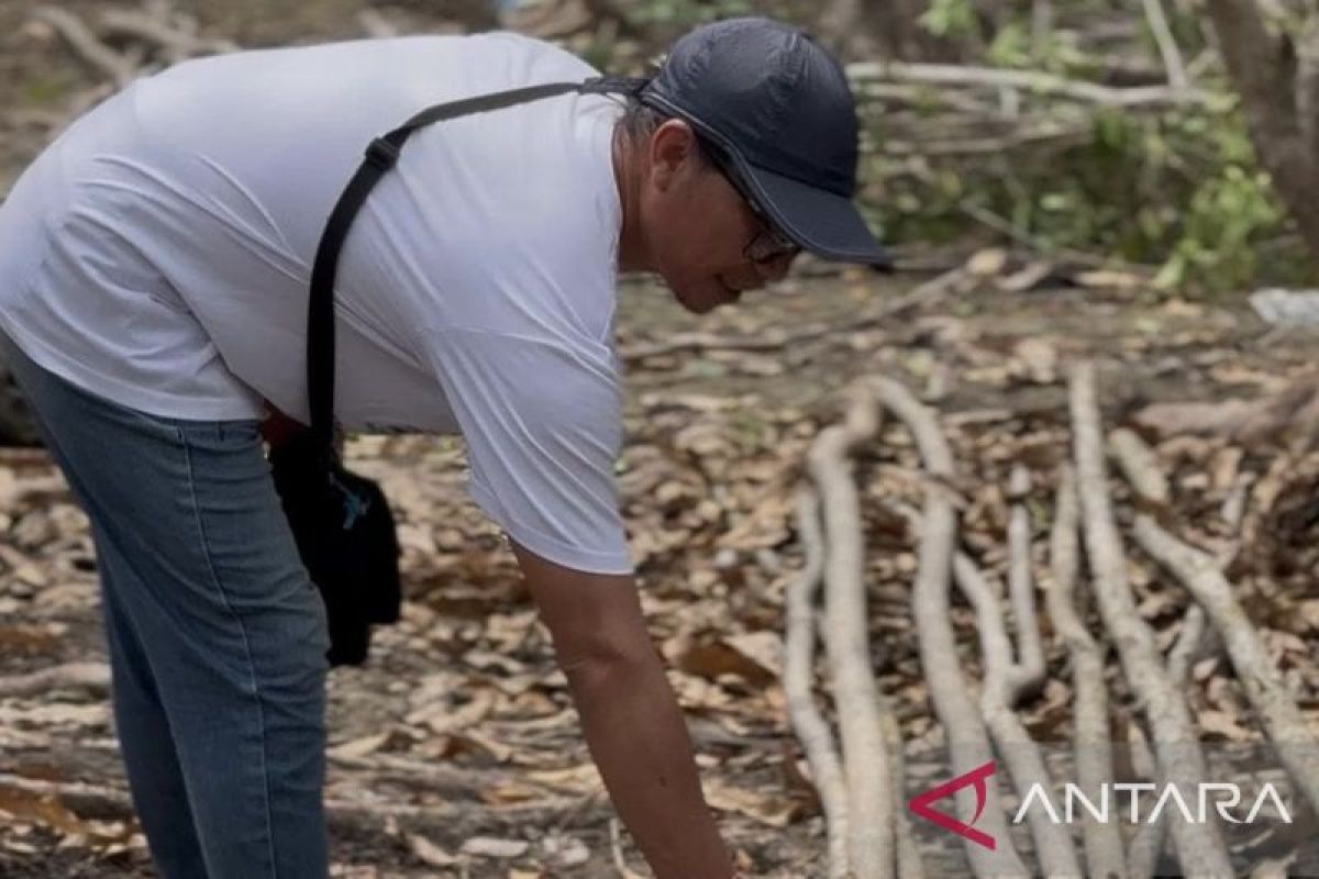 Pengelola Pantai Aruna Lampung Perketat Pengawasan Mangrove Usai Temukan Penebangan Liar, Kayu Diduga Hendak Diangkut