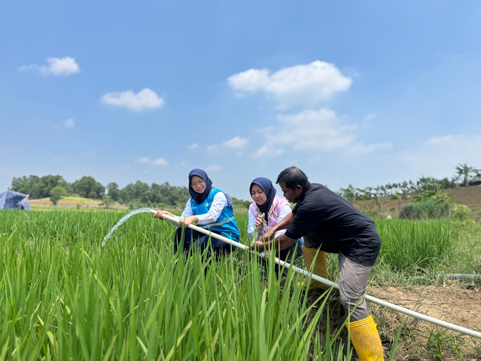 PLN Listrikkan Irigasi Sawah di Bekasi, Petani Desa Cicau Kini Panen Tiga Kali Setahun dan Hemat Rp 36 Juta