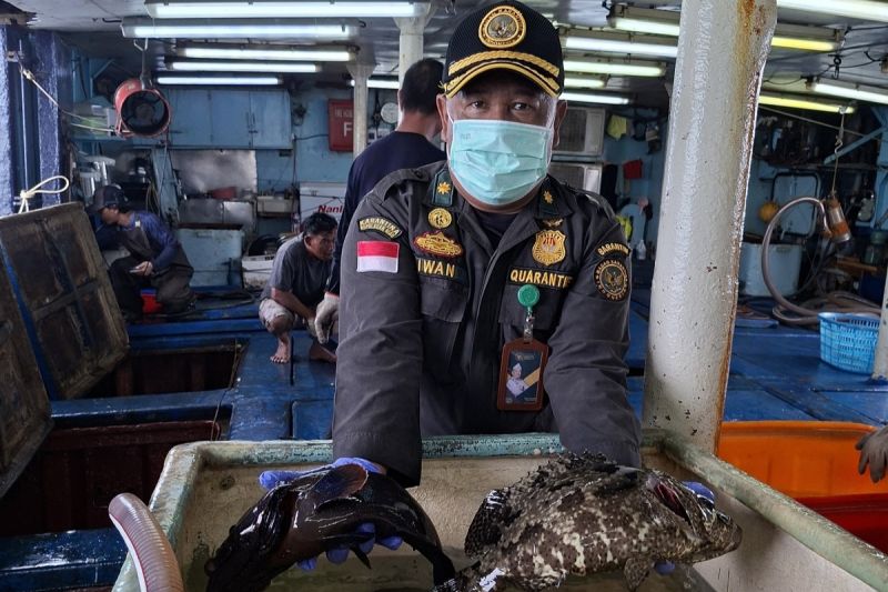 Natuna Kembali Ekspor 11.735 Ekor Ikan Hidup ke Hong Kong, Nilai Transaksi Capai Rp 1,2 Miliar