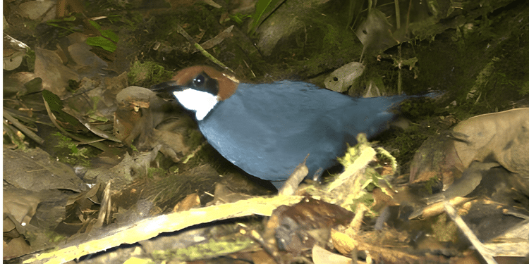 Spesies Burung Baru Bernama Hooded Jewel-babbler Ditemukan di Papua Nugini, Penemuan Pertama dalam 50 Tahun