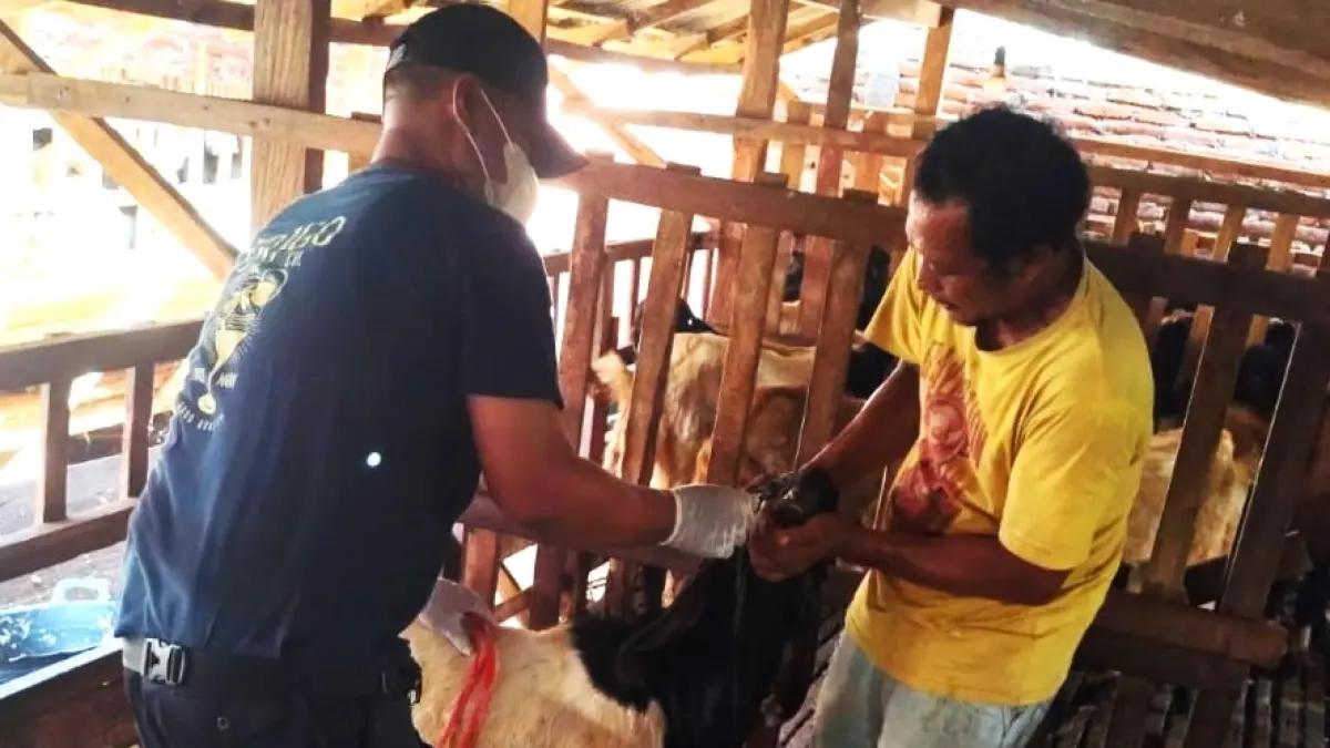 Pemkab Jembrana Periksa Kesehatan Puluhan Kambing Kurban Bantuan Jelang Idul Adha, Pastikan Hewan Layak Ibadah