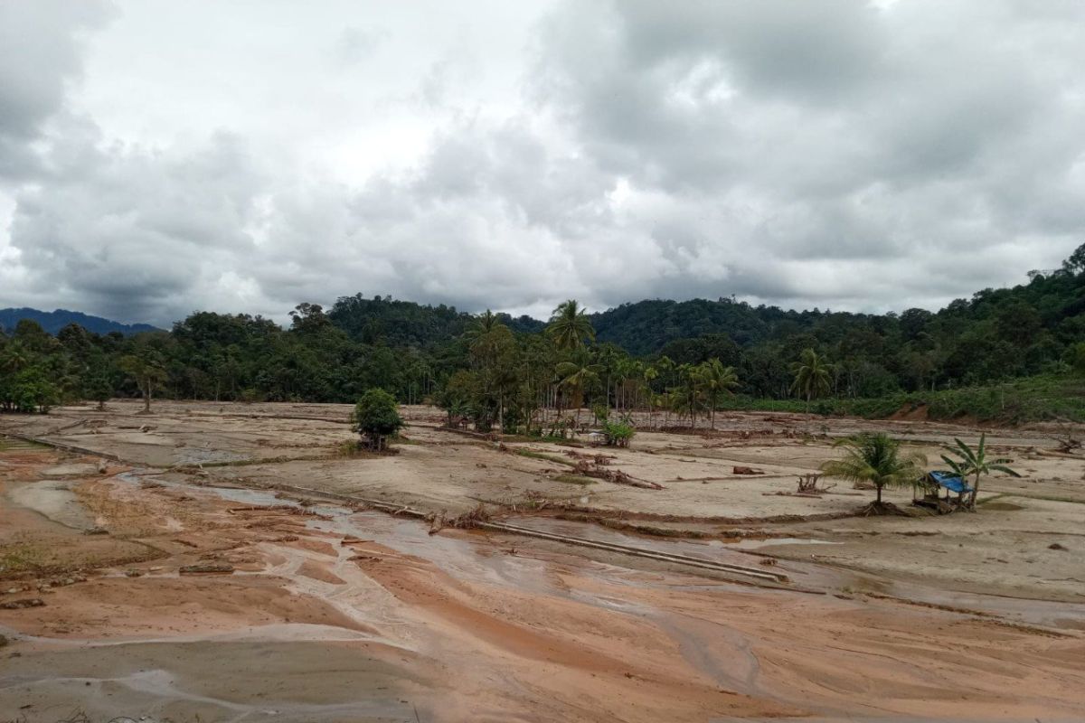 50 Hektare Sawah di Tapanuli Tengah Hancur Diterjang Banjir Bandang, Petani Anggoli Minta Irigasi Segera Dipulihkan