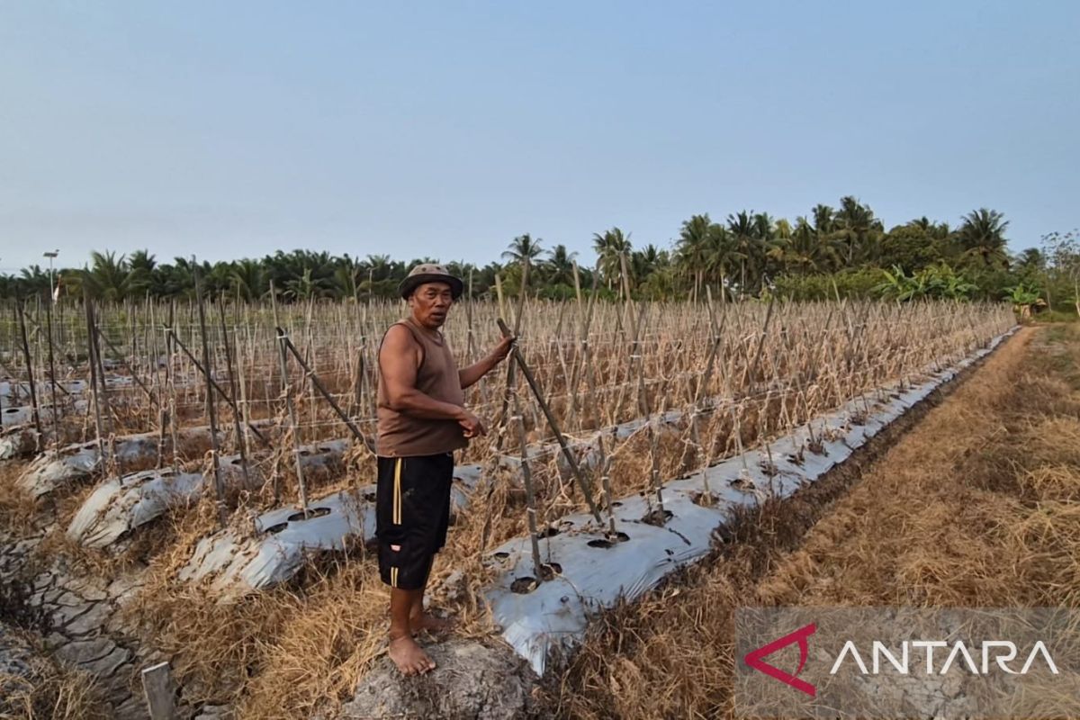 Kemarau Panjang Kutim: Sawah dan Kebun Petani di Sangatta Selatan Terancam Gagal Panen
