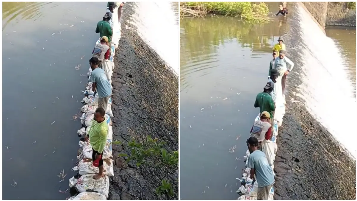 Debit Sungai Menyusut, Petani di Bendosari Sukoharjo Tinggikan Bendung Cendono Pakai Karung Pasir