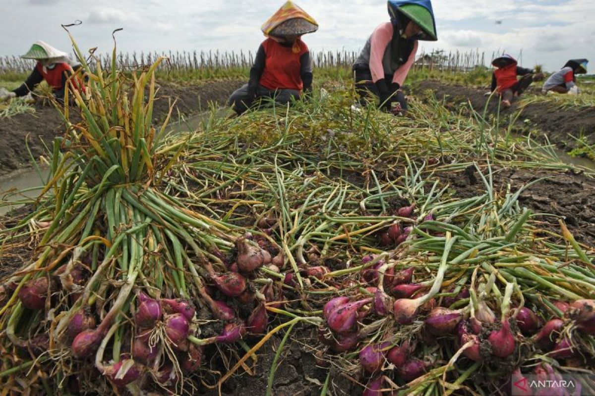 DKPP Kabupaten Serang Perluas Lahan Bawang Merah 52,2 Hektare di 7 Kecamatan untuk Kendalikan Inflasi