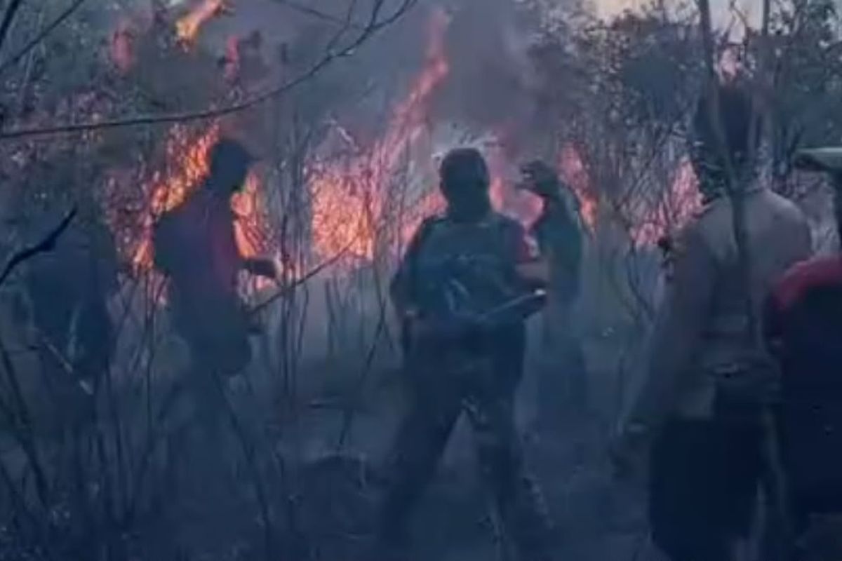 Kebakaran Hutan TN Way Kambas di Lampung Timur Meluas, Tim Gabungan Terkendala Akses Jalan