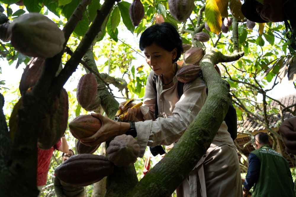600 Petani Kakao Jembrana Raup Pendapatan Layak Berkat Fermentasi Biji Kakao Premium di Koperasi KSS