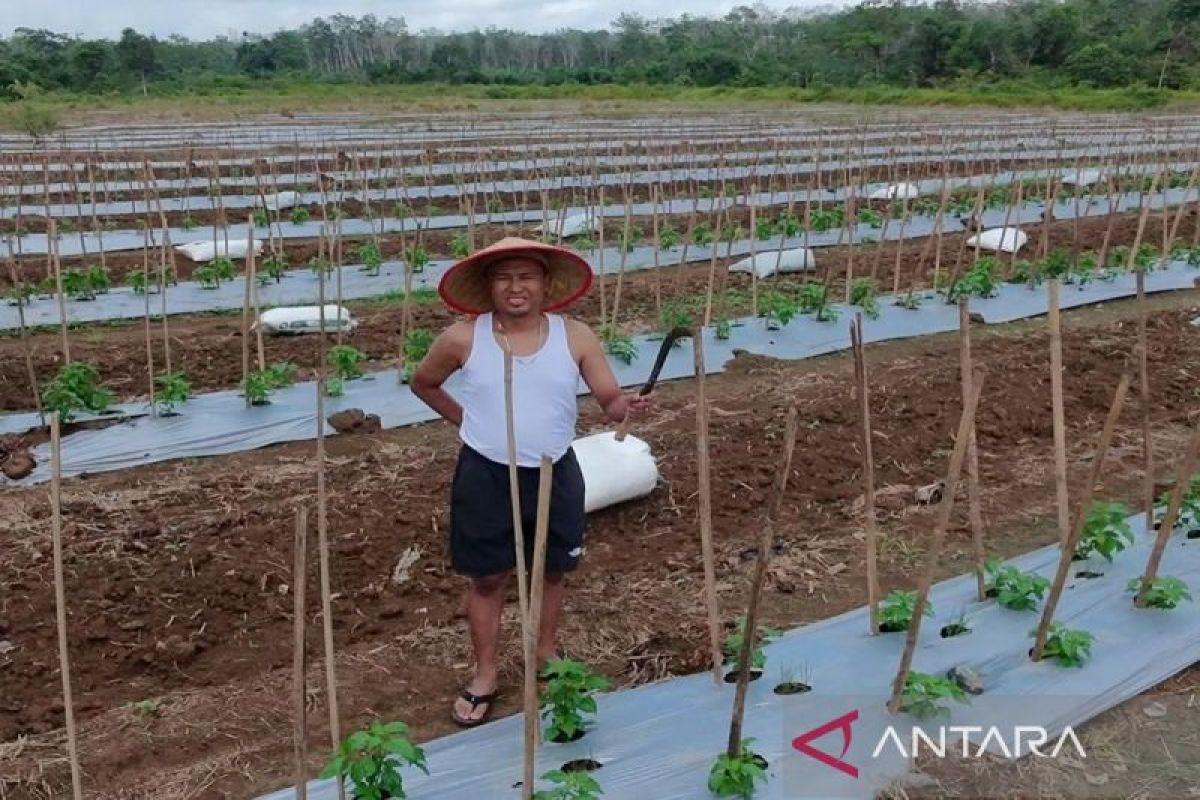 Petani Alfiannor Beralih Tanam 8.000 Bibit Cabai Rawit: harga Semangka Anjlok di Tanah Bumbu