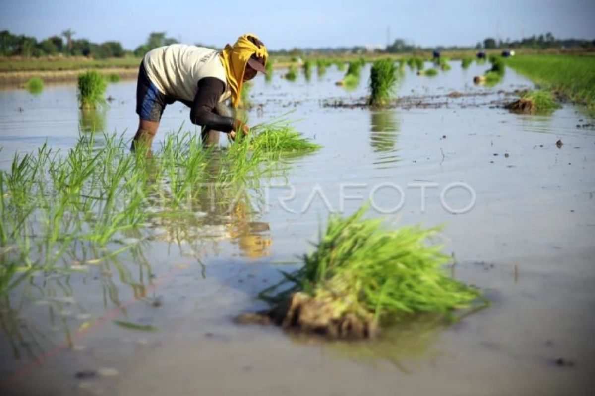 Bulog Sumut Serap 32.810 Ton Gabah Petani Sejak Januari 2026, Capai 46 Persen Target Tahunan