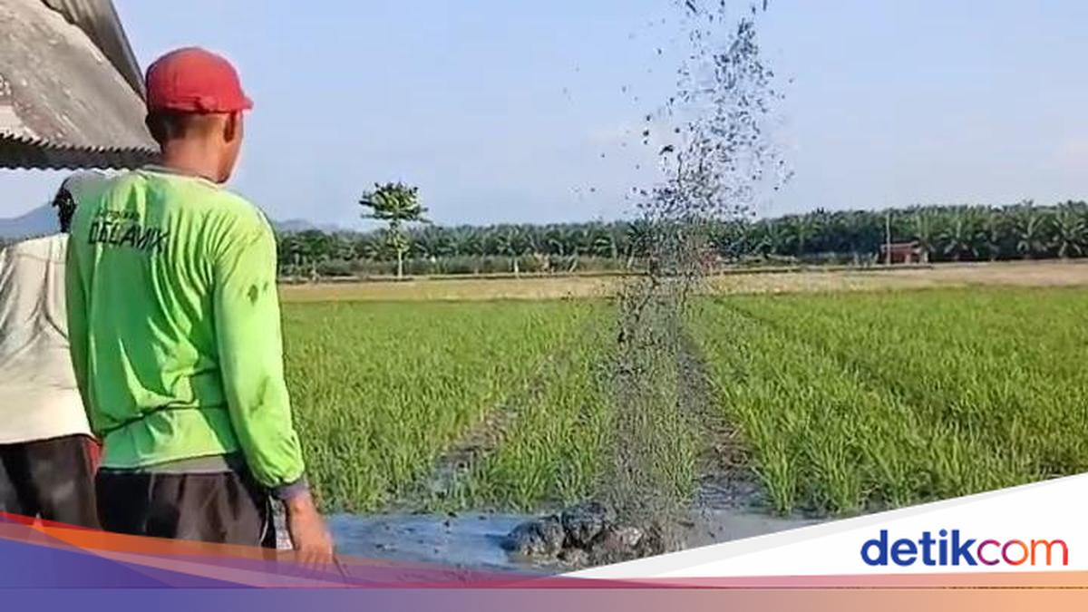 Warga Mamuju Tengah Geger Gali Sumur di Sawah, Air Bertekanan Tinggi Sembur Bercampur Lumpur