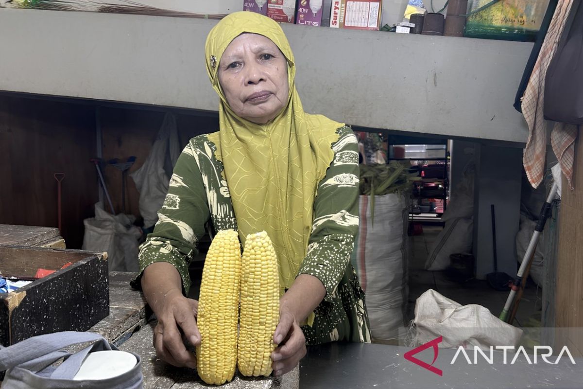 Kemarau Berkepanjangan Picu Kenaikan Harga Jagung di Gorontalo, Kualitas Menyusut dan Pasokan Menurun
