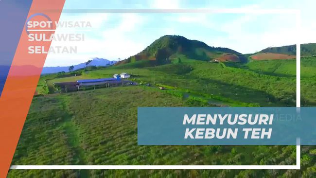 Menyusuri Kebun Teh di Malino Highland, Sulawesi Selatan, Lewat Perjalanan Jeep di Tengah Hamparan Hijau