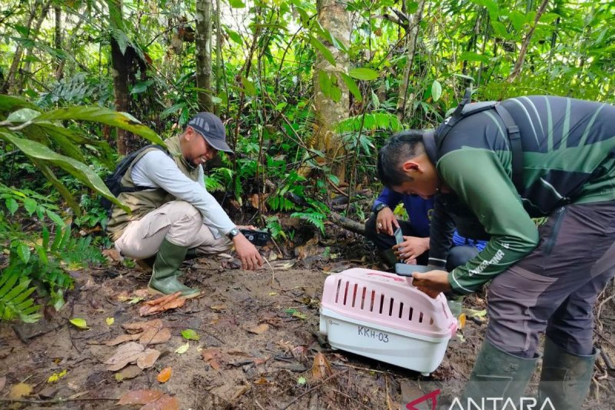 Warga Agam Panjat Pohon Pinang 8 Meter Selamatkan Trenggiling Langka, BKSDA Sumbar Lepasliarkan di Cagar Alam Maninjau