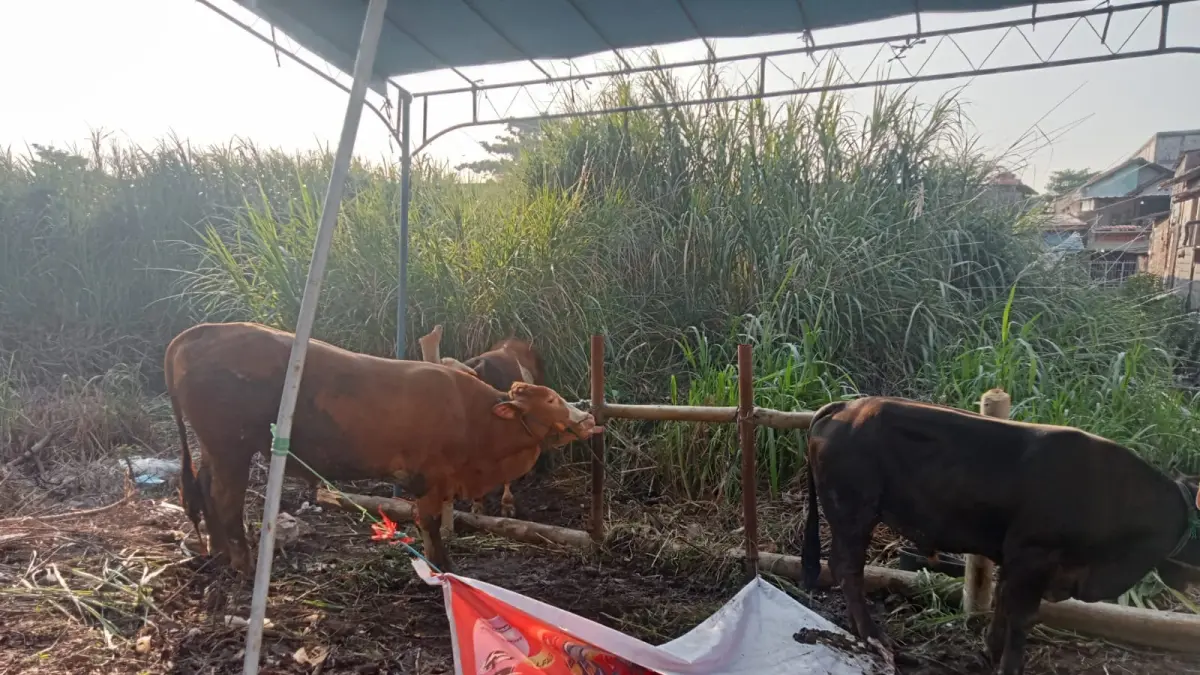 Jamaah Masjid Baitul Manshurin Semarang Kumpulkan Tiga Sapi dan Empat Kambing untuk Kurban, Gotong Royong Jadi Kunci