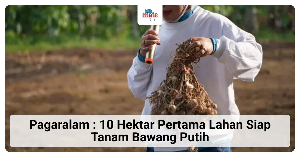 Pemkot Pagaralam Siapkan 10 Hektare Lahan untuk Tanam Bawang Putih Dukung Swasembada Pangan, Target Perluasan 50 Hektare
