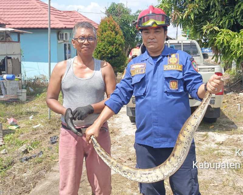 Dalam Sehari Disdamkarmat Kotim Terima Tiga Laporan Ular Masuk Rumah, Satu Ekor Sanca Darah Berhasil Dievakuasi