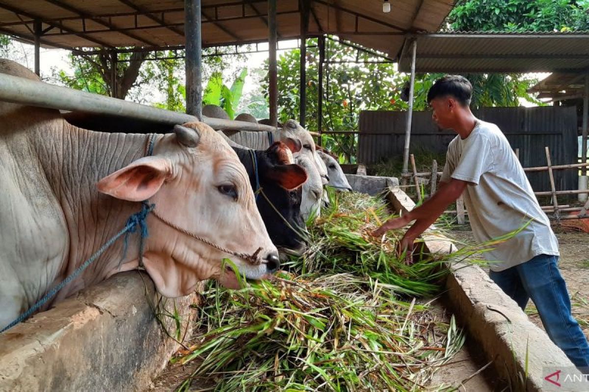 Kebutuhan Hewan Kurban di Kabupaten Tangerang Diproyeksikan Capai 35.000 Ekor pada Idul Adha 2026, Naik 10 Persen