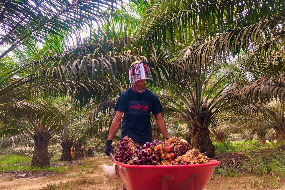 Harga TBS Sawit Sumut Tembus Rp3.966,74 per Kg pada Jumat (24/7), Mencatat Kenaikan Positif