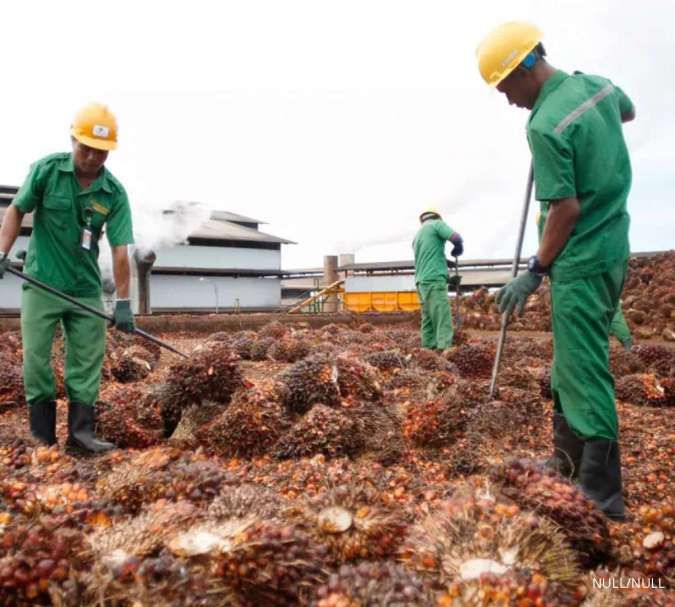 Harga CPO dan Program B50 Dorong Kinerja Emiten Sawit Nusantara Sawit Sejahtera (NSSS) di Kaltim