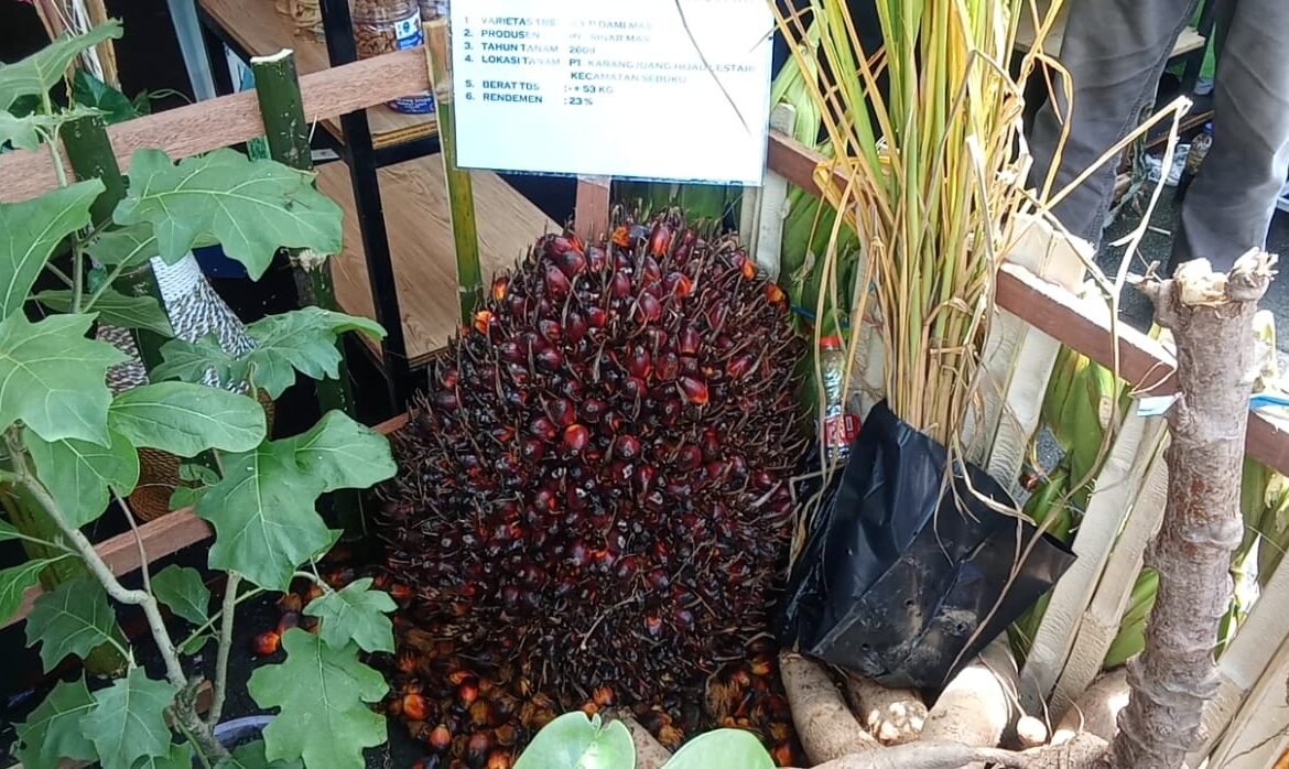 Bupati Nunukan Terbitkan SE Nomor 47/2026, Pabrik Sawit Wajib Beli TBS Sesuai Harga Acuan Pemerintah