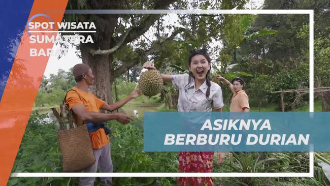 4 Fakta Berburu Durian di Kebun Sumatera Barat, Cara Mendapatkannya Tanpa Memanjat Pohon