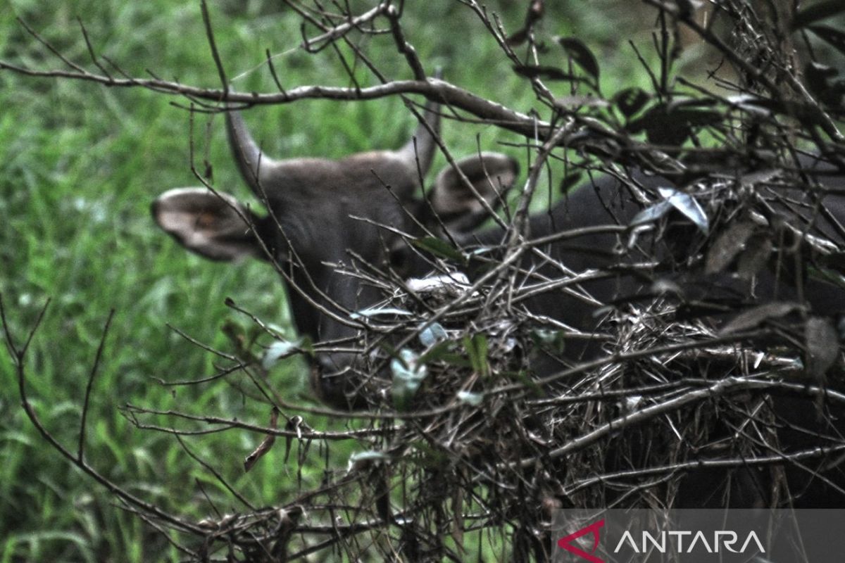 Balai Taman Nasional Kutai Catat 324 Spesies Fauna di Dalam Kawasan, Tiga Satwa Endemik Terancam Punah Jadi Prioritas