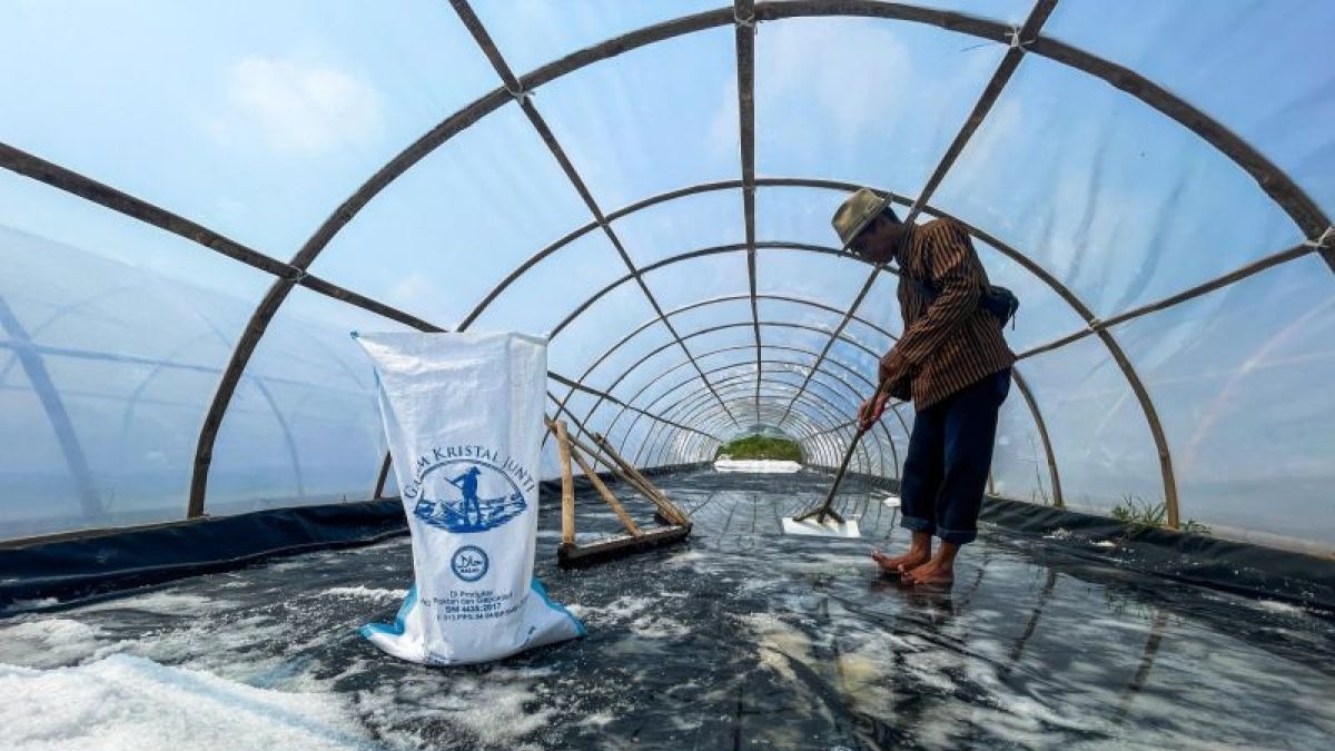 Inovasi Garam Kristal Indramayu Dongkrak Produktivitas Petani Juntinyuat