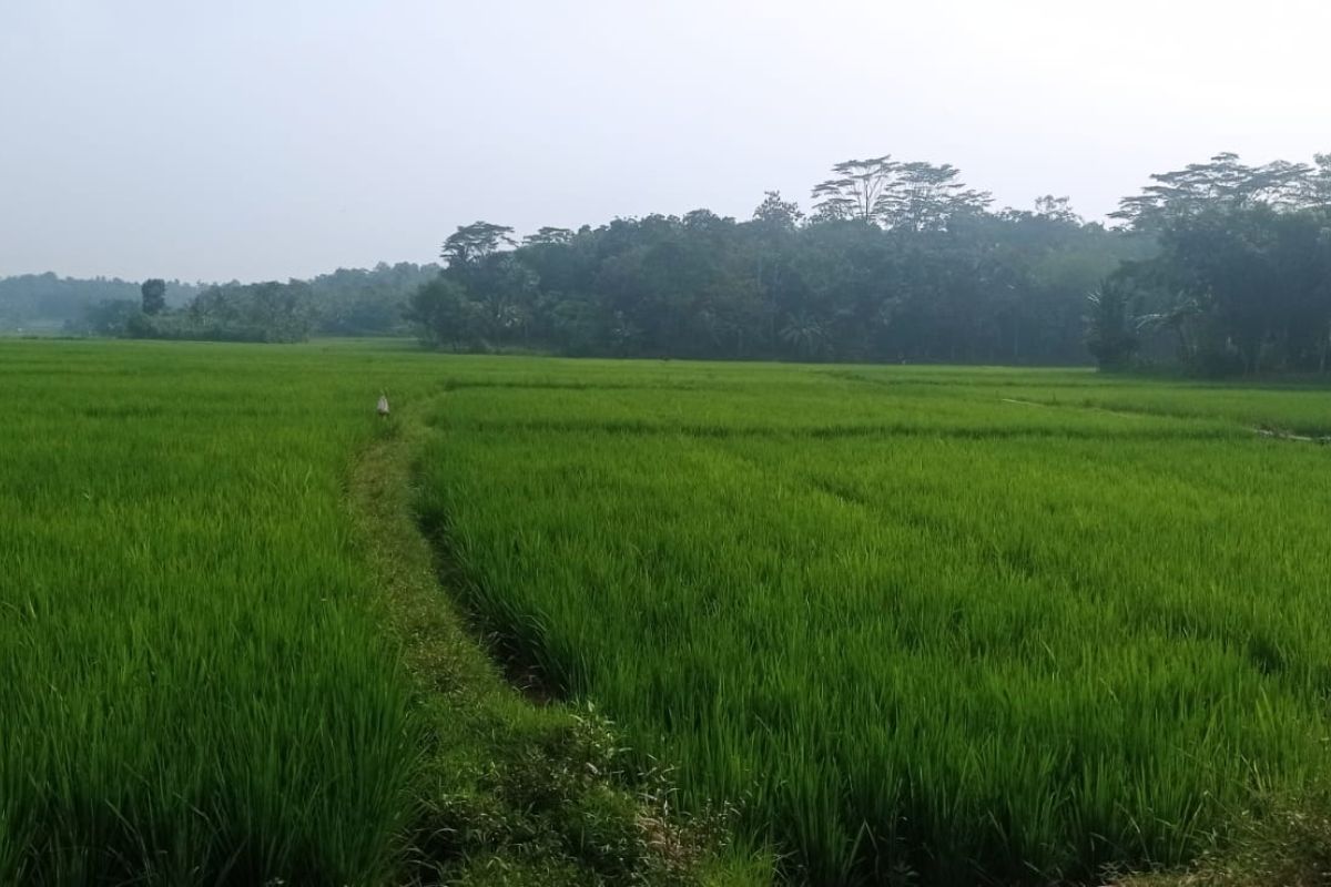 Lebak Surplus 172.460 Ton Beras hingga Juni 2026, Cukupi Kebutuhan 13 Bulan untuk 1,4 Juta Jiwa