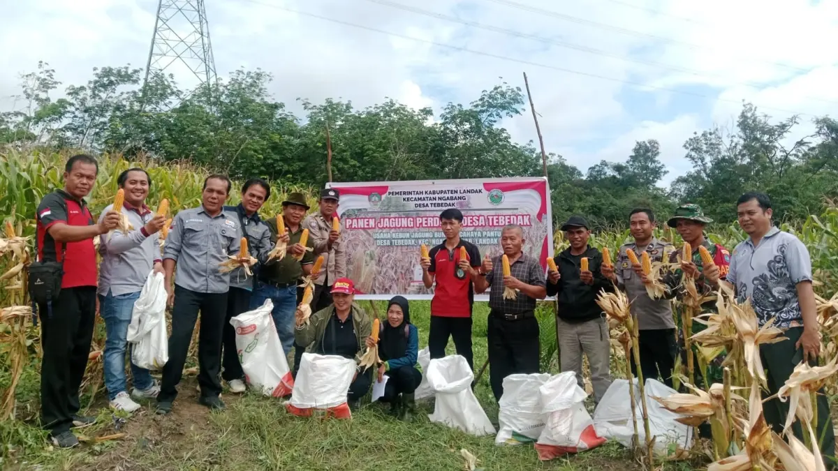 Petani Tebedak Ngabang Sukses Panen Perdana Jagung 6 Ton Per Hektare, Jadi Inspirasi Petani Landak