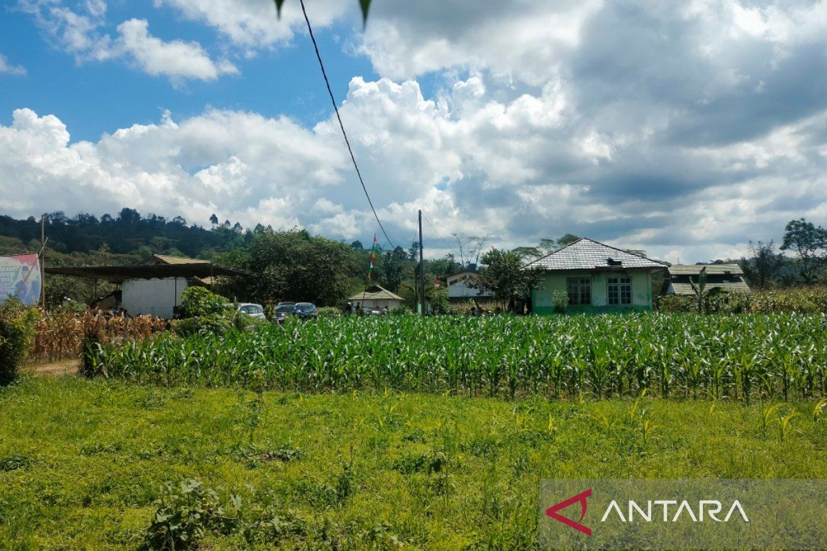 3.600 Hektare Sawah di Rejang Lebong Terancam Kekeringan, Distankan Usulkan 64 Pompa Air