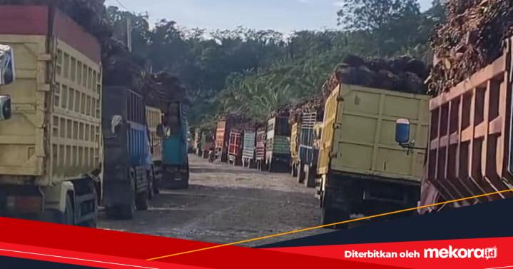 Harga Sawit Anjlok di Sulbar, Petani Mamuju Tengah Antre 4 Hari Hingga Buah Membusuk