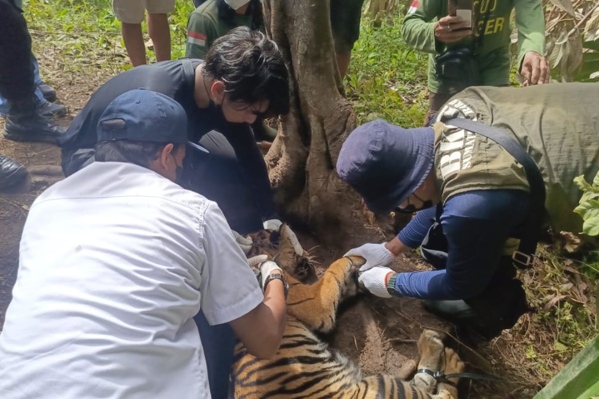 BKSDA Sumbar Larang Jerat Kawat Baja di Kebun Warga, 1 Satwa Dilindungi Terluka Sebelum Edaran Terbit