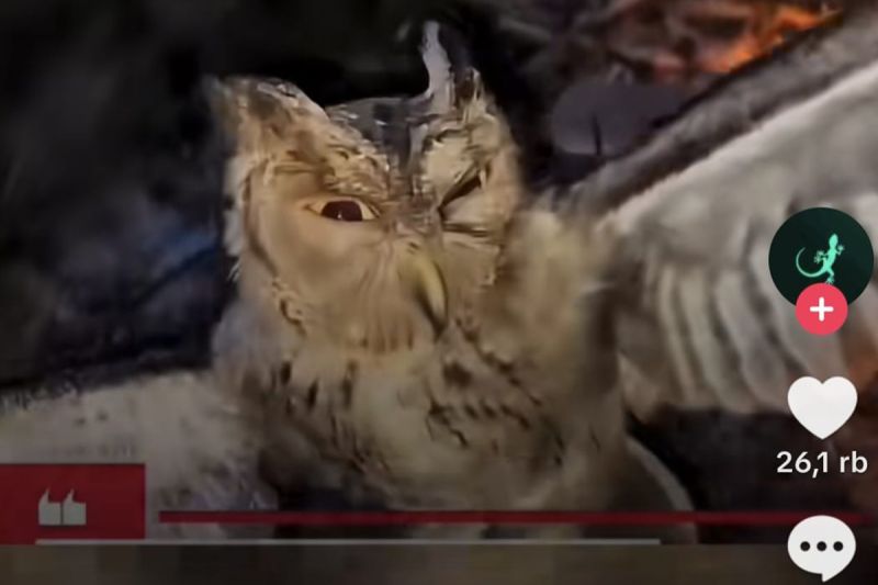 Polres Manggarai Barat Amankan 3 Pria Pembakar Burung Hantu Hidup-hidup di Kampung Bajak, Video Viral di Medsos