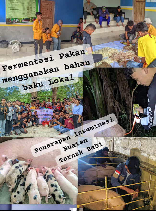 Peternakan Babi di Pulau Timor, NTT: Antara Tradisi Lokal dan Tuntutan Modernisasi, Populasi Tertinggi Nasional Capai 2,5 Juta Ekor