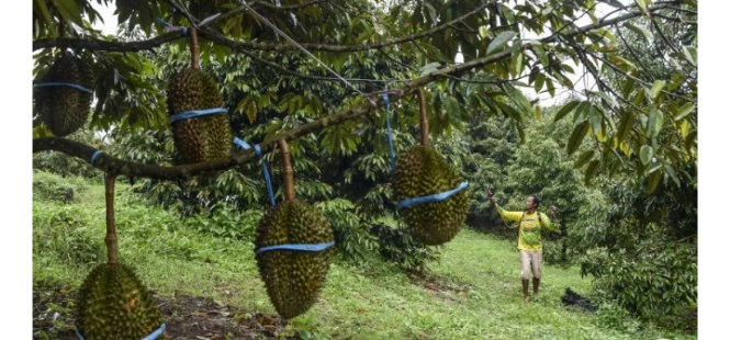 10 Hektare Lahan Durian Premium di Kaur Berhasil Panen Dua Kali, Optimis Jadi Ikon Wisata dan Ekonomi Baru Bengkulu