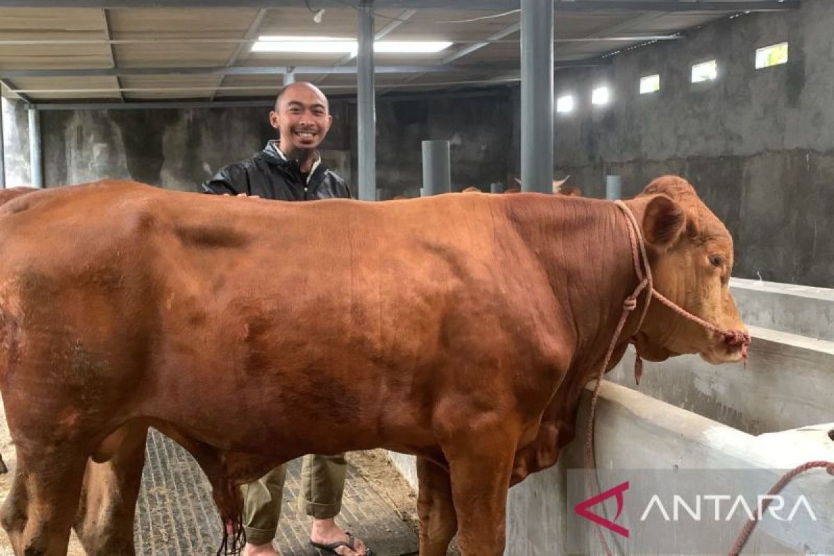 Jelang Idul Adha 1447 H, Permintaan Sapi dan Kambing Kurban di Ternate Meningkat Lebih Cepat, Harga Mulai Rp12 Juta