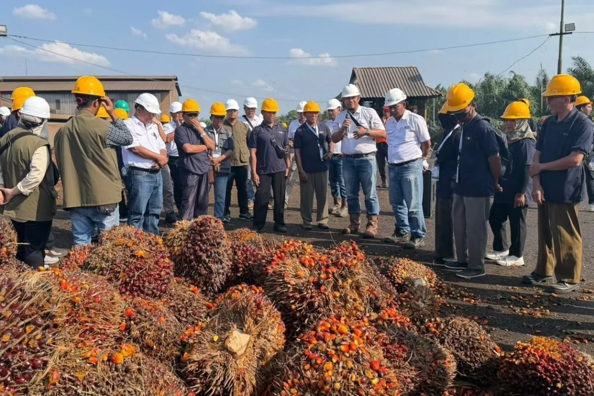 133 Pekebun Sawit Muara Enim Ikut Pelatihan Panen dan Pascapanen demi Tingkatkan Mutu TBS