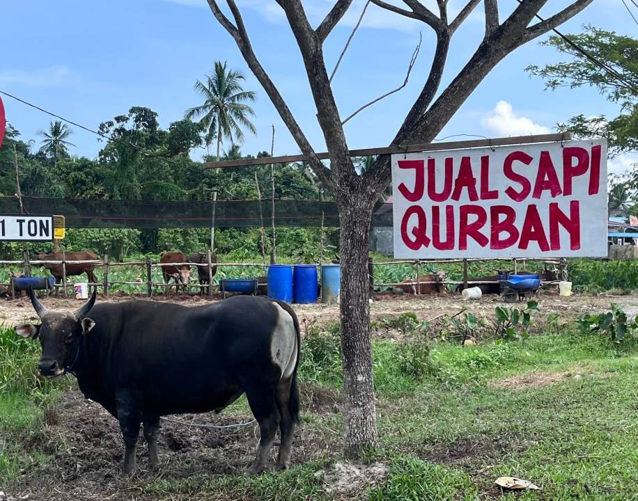 Jelang Idul Adha 2026, DKPP Samarinda Minta Pembeli Hewan Kurban Wajib Cek SKKH Sebelum Transaksi