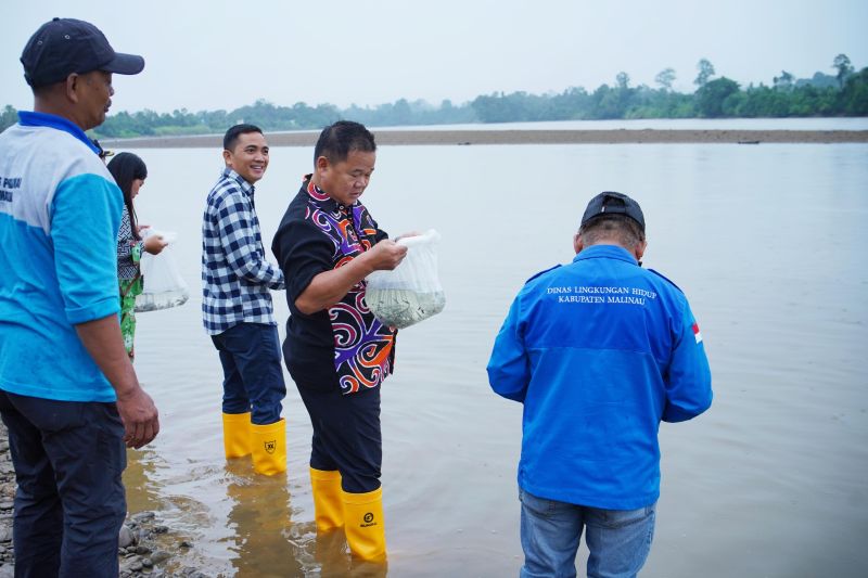 Pemkab Malinau Apresiasi PT Damai Bangun Jaya Tebar 20.000 Benih Ikan Patin di Sungai Sesayap