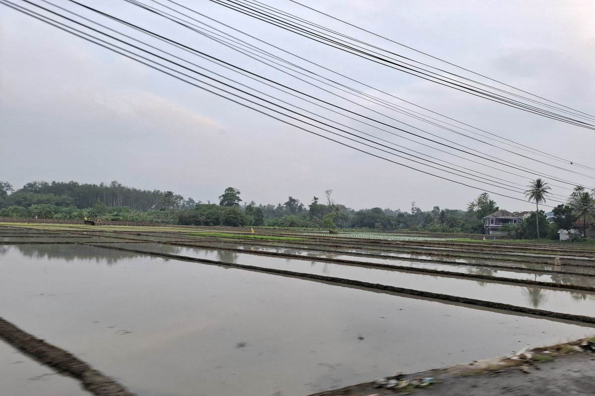 Dinas KPTPH Lampung Ingatkan Petani Lakukan Pengendalian Hama Sebelum Musim Tanam Padi, 1.457 Hektare Terkena Serangan Tikus