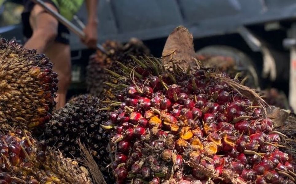Harga TBS Sawit di Jambi Naik Rp 1,97 Per Kilogram, Petani Sawit Usia Prima Nikmati Rp 3.708,55